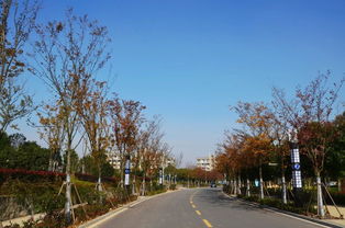 半畝方塘一鑒開，天光云影共徘徊——安徽國際商務(wù)職業(yè)學(xué)院校園綠化景觀提升工程精品賞析