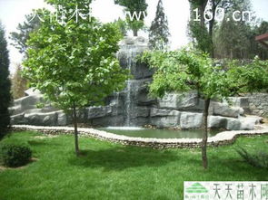 綠化苗木工程案例解析 綠色生態(tài)建設的實踐與啟示