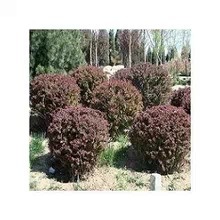 供應優(yōu)質紅葉小檗球 工程綠化理想之選，冠幅60-80厘米基地直銷